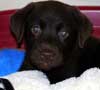 photo la Labrador chiot Diaz reprsente en portrait animalier.